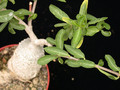 fockea crispa 01