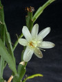 rhipsalis warmingiana01 29