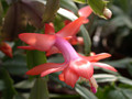 schlumbergera thor vida 05