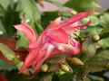 schlumbergera coral cascade 09