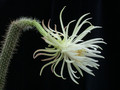 nyctocereus serpentinus 03