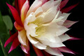 eh liane paetz 1119 1536