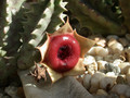 huernia insigniflora karoo 05
