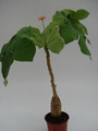 jatropha podagrica 764