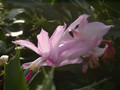schlumbergera pastel 02