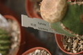 euphorbia turbiniformis 1087