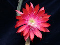 aporocactus peggys cartwheel 09