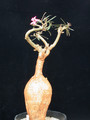 adenium somalense 03