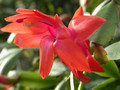 schlumbergera orange 01