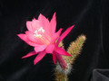 aporocactus mallisonii 04