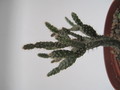 schlumbergera opuntioides im 7748
