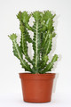 euphorbia lactea compacta 3480