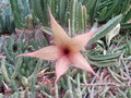 stapelia gigantea 4542
