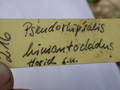 pseudorhipsalis himanthoclada horich rba216 2117