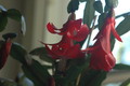schlumbergera x buckleyi george g 03