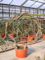 selenicereus grandiflorus 04