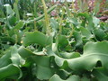 epiphyllum guatemalense monstrosa 9829