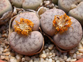 lithops pseudotruncatella alpina c68 03