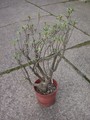 euphorbia balsamifera 5703
