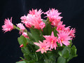 rhipsalidopsis castor 011