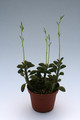 peperomia aspernea 9299