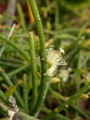 rhipsalis lindbergiana 02 14