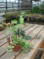 hoya plants 07615