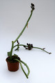 ceropegia rupicola mangelsdorff 1516
