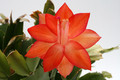 schlumbergera sunset dancer 8829