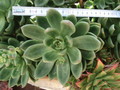 echeveria haageana 02