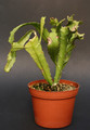 lepismium myagawe 0390