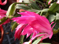 schlumbergera chiba princess 09
