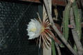 selenicereus grandiflorus koenigin 2006 05 9745