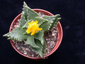 faucaria tuberculosa 06