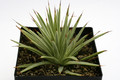 agave stricta nana 0611