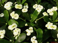 euphorbia millii helena