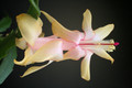 schlumbergera gold charm 5858