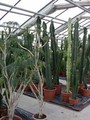 euphorbia ingens 05