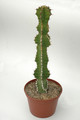 euphorbia pseudocactus 03