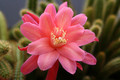 aporocactus klaerchen 0201