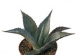 agave chrysantha 8509