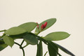 dischidia pectenoides 8623