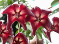 hoya macgillivrayi 02