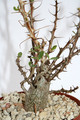 idria columnaris 4016