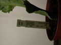 euphorbia vajravelui 7661
