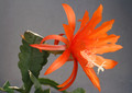eh clementine w 5672 1862
