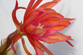 eh coral dance 5804 05