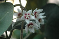hoya calycina 6578