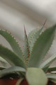 agave flexispina parral 8687