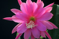 eh crenatus guedenay 125 4670